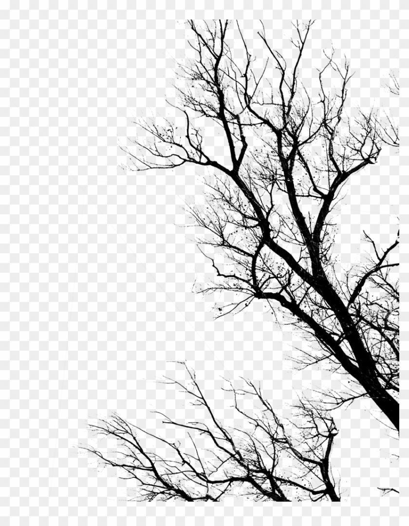 Trees Daylight Pictures - Dead By Daylight Png #418801