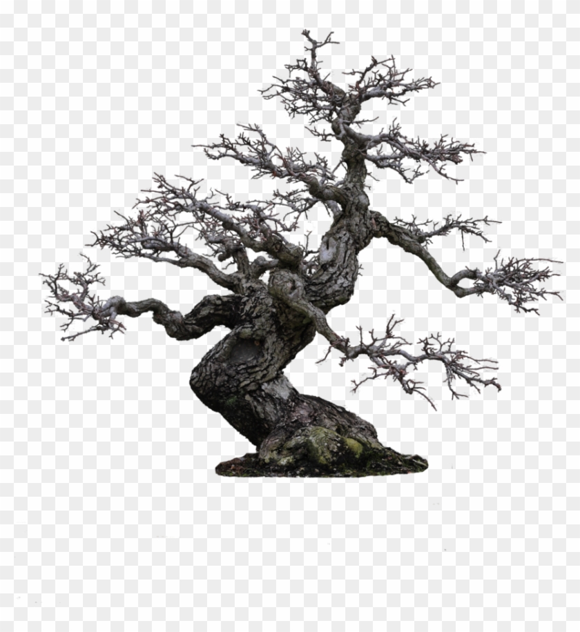 Tree Png By Camelfobia - Old Tree Png #418843