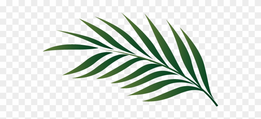 Palm Leaf Outline - Palm-leaf Manuscript #418876