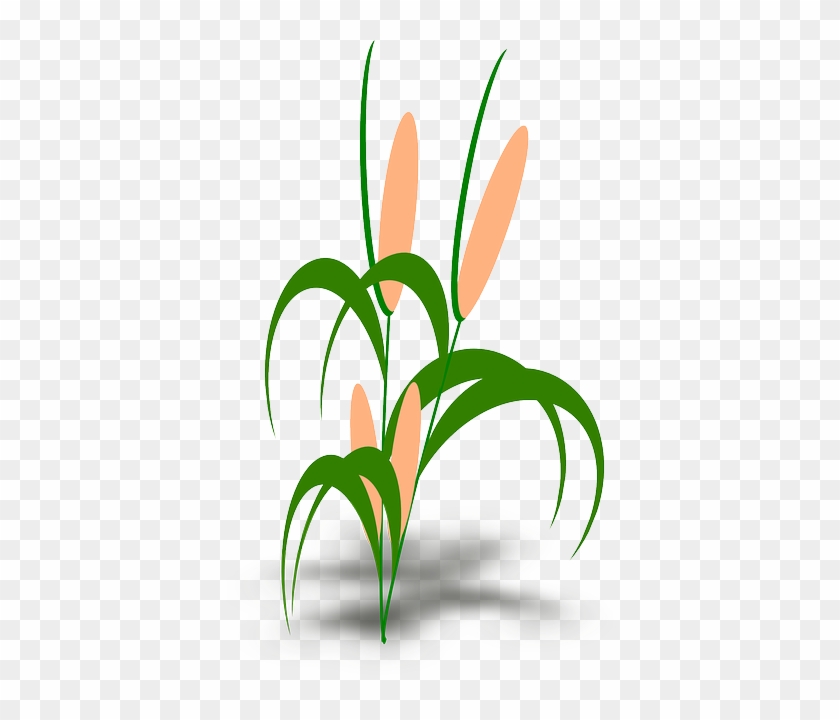 Plant, Cob, Green, Leaves - Food Chain With Snails #418879