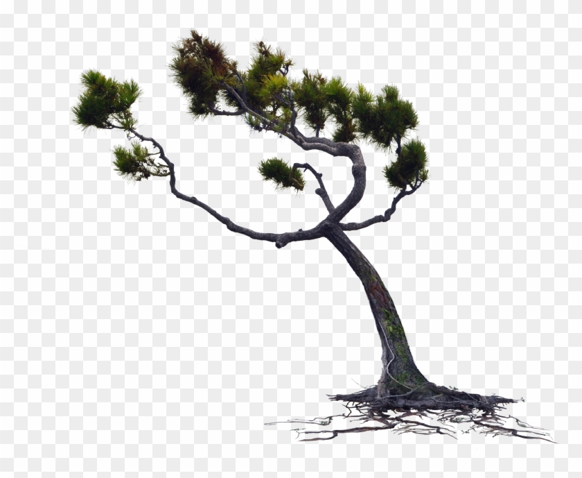 Wind Blown Pine Tree Png Stock Photo 0167 Rework By - Tree Wind Png #418885