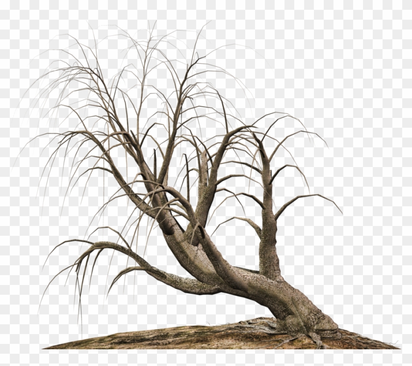 Trees 16 Png Stock By Roy3d - Tree Png Deviantart #418938