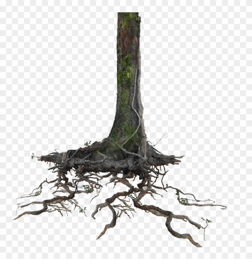 Tree Trunk Roots Png Stock Lake 1077 Cc4 By Annamae22 - Tree Trunk With Roots #418961