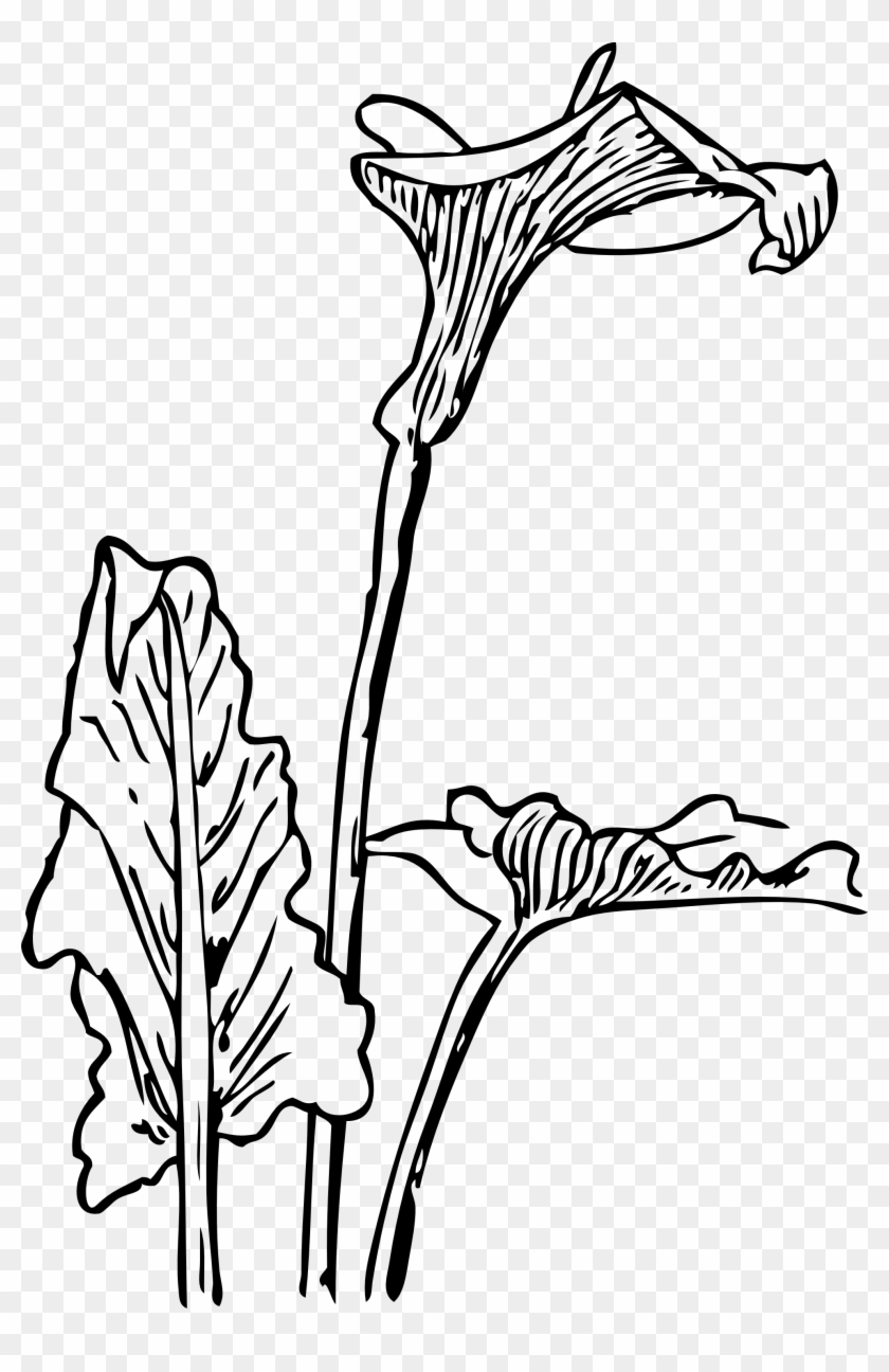 Calla Lily Drawing - Art Nouveau Transparent Vector #418964