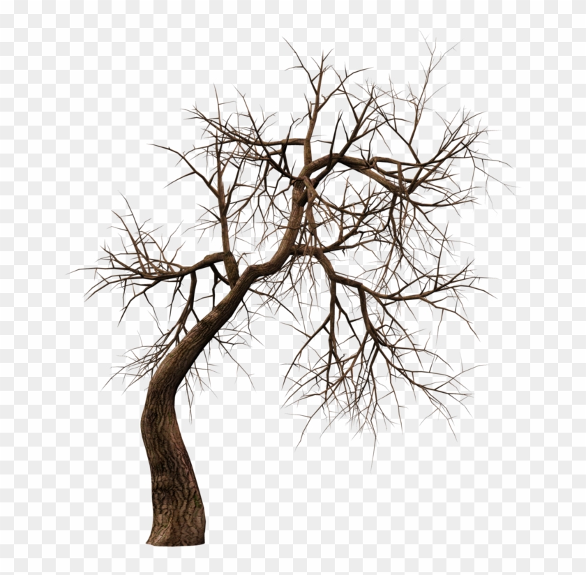 Roy3d 9 0 Trees 10 Png Stock By Roy3d - Horror Png #419042