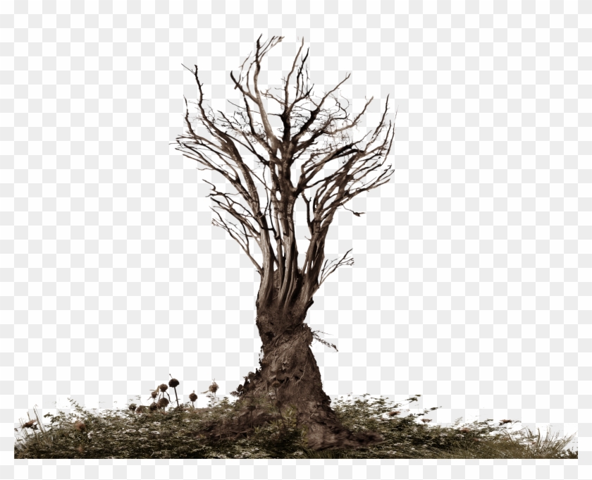 Twisted Scary Tree Stock Photo Png Distort 2 By Annamae22 - Dead Trees Png #419064