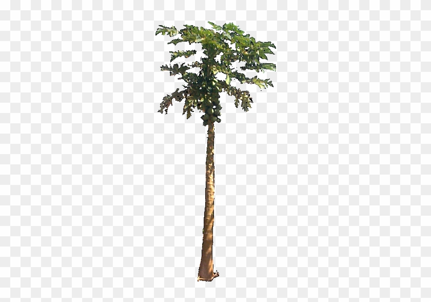 Papaya Plant Png #419066