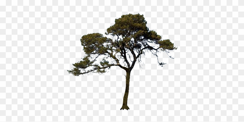 Transparent Background Trees #419067
