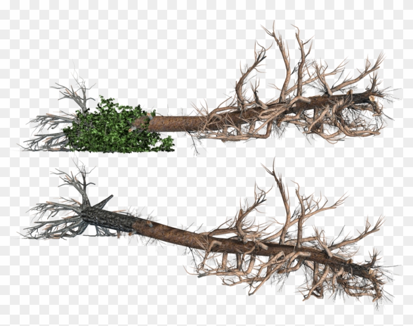 Fallen Trees 02 Png Stock By Roy3d - 쓰러진 나무 Png #419069