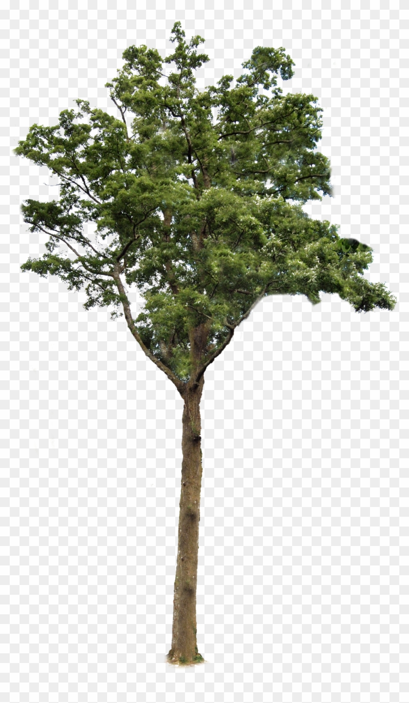 Transparent Background Tree Png #419076