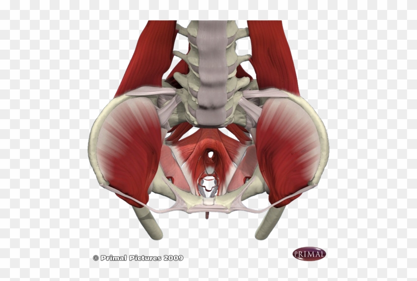 Anatomy Of Pelvic Floor Bone - Pelvic Floor And Low Back Pain #419291