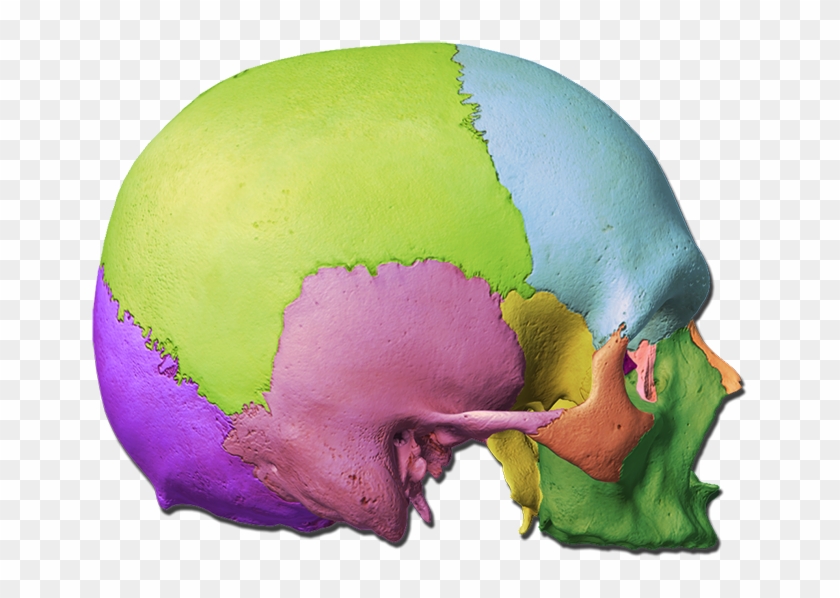 Skull Labeling Quiz - Illustration #419313