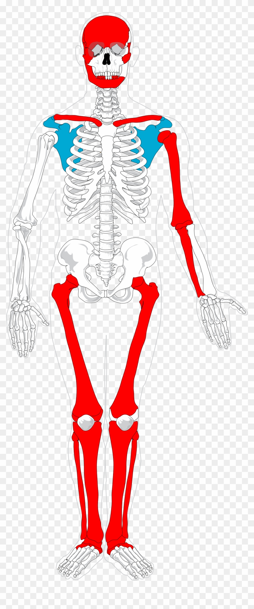 Human Skeleton #419345
