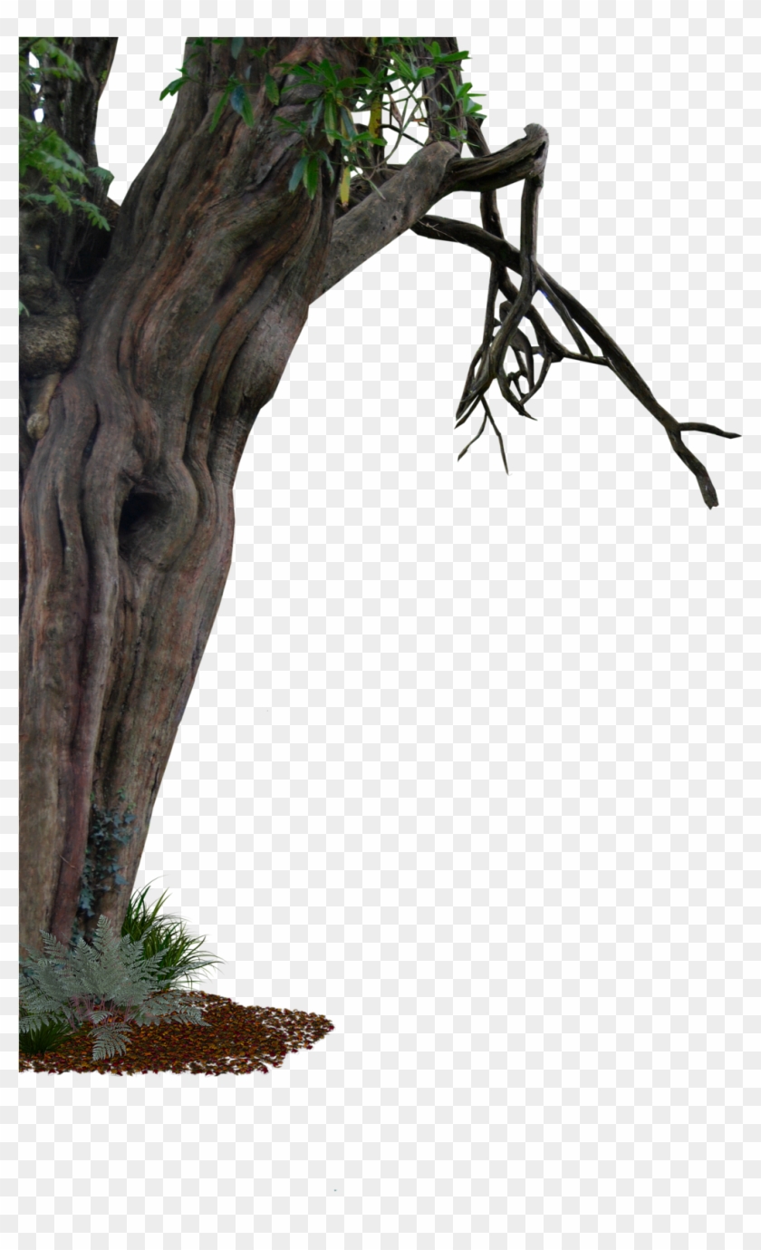 Aledjonesdigitalart Creepy Old Tree Side Png - Side Of A Tree #419387