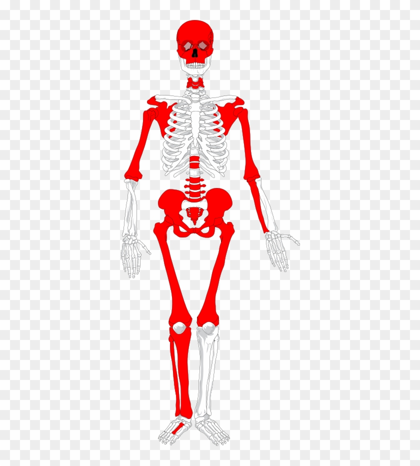 Body Of Undetermined Sex Was Either Oversampled, Lacked - Human Skeleton Diagram No Labels #419405