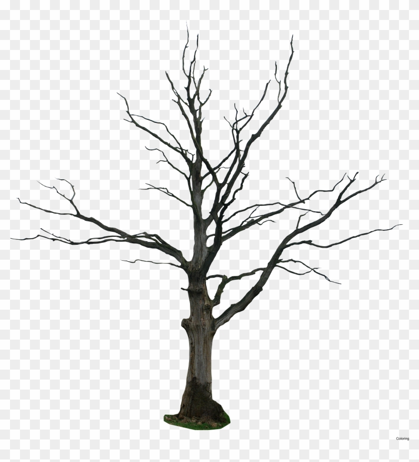 Hand Draw Sketch Dead Tree Simple 40484093 How To A - Beautiful Sceneries Of Nature At Night #419417
