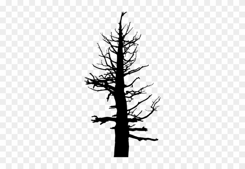 Scary Tree Silhouette - Old Dead Pine Tree #419423