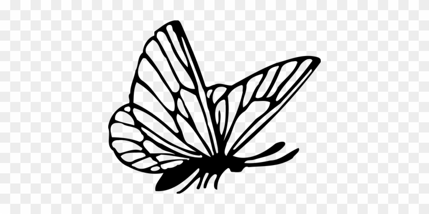 Animal Butterflies Butterfly Insect Butter - Butterfly Drawing Png #419570