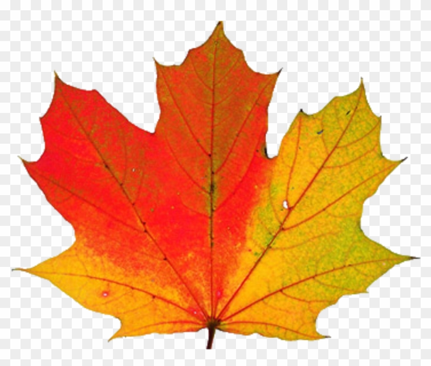 Thanksgiving Transparent Png - Fall Leaf #419815