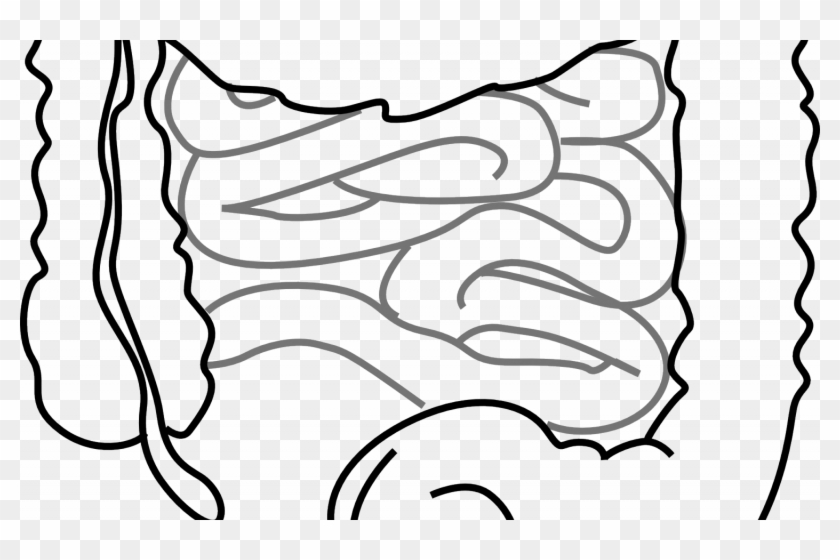 Study Identifies Processes In The Gut That Drive Fat - Intestines Clipart #419868