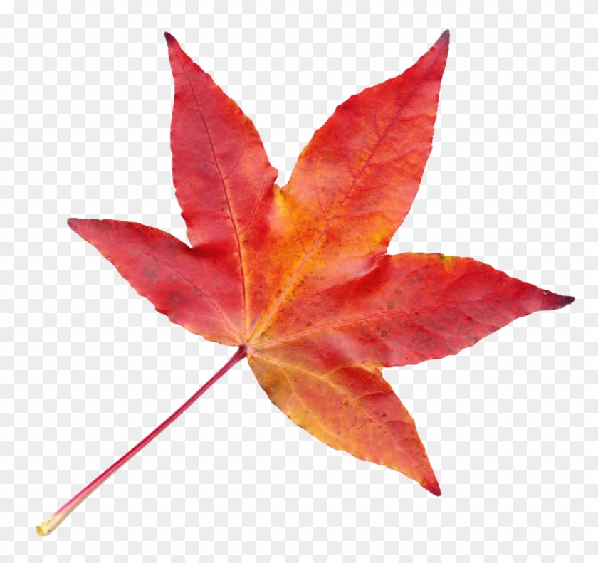 Maple Leaves Group Transparent Png Stickpng - Transparent Autumn Leaves Png #419872