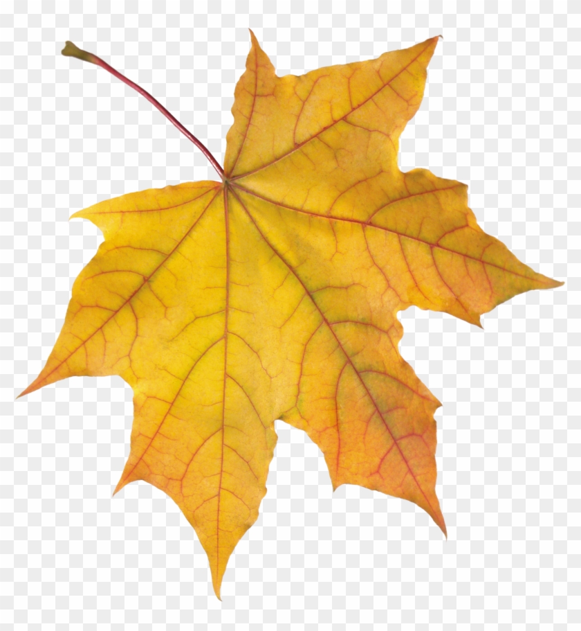 Autumn Png Leaf - Mohabbatein Leaves Png #419879