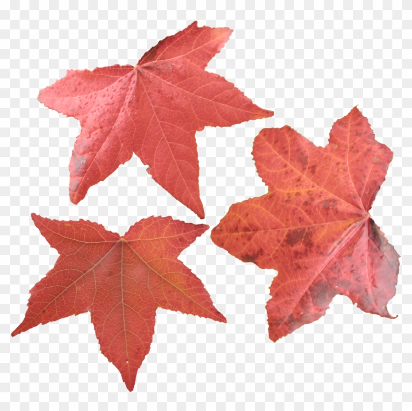 Falling Rose Leaves Png Transparent Free By Theartist100 - Maple Leaves #419904