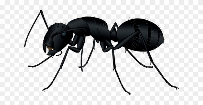 Black Ant - Black Garden Ant #420045