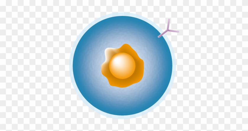 B-cell - Chimeric Antigen Receptor #420065