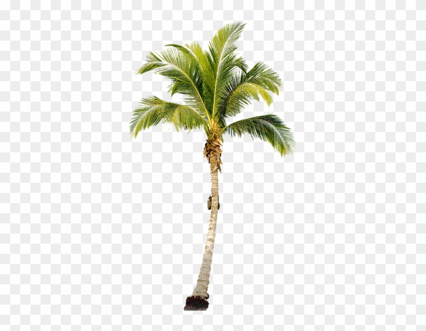 Tropical Palm Tree Png - Palm Png #420403
