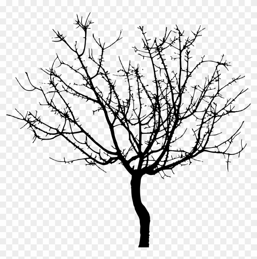 Tree Outlines 11, - Svg Tree #420420