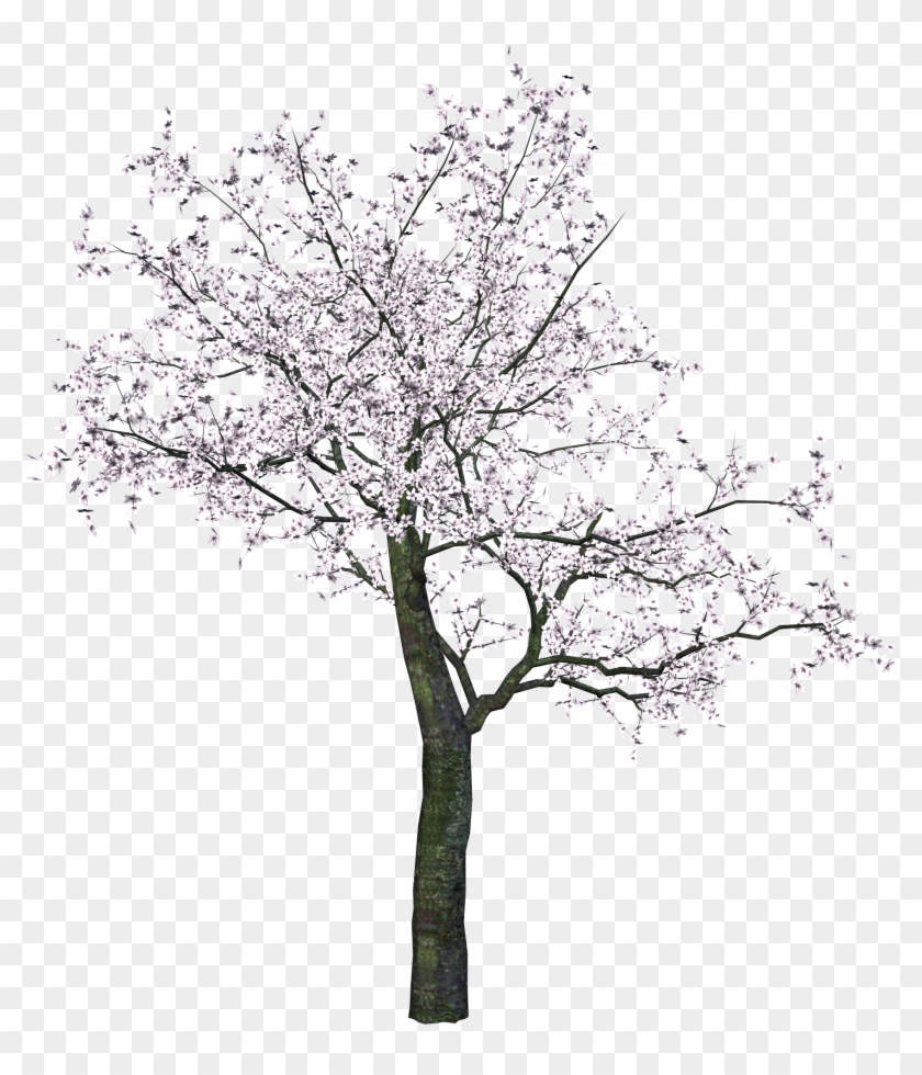 Tree Png Image - Cherry Blossom Tree Render #420422