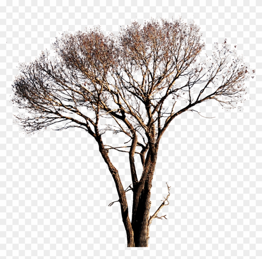 Tree-3 By Bupaje On Deviantart - Dead Tree Transparent Background #420423