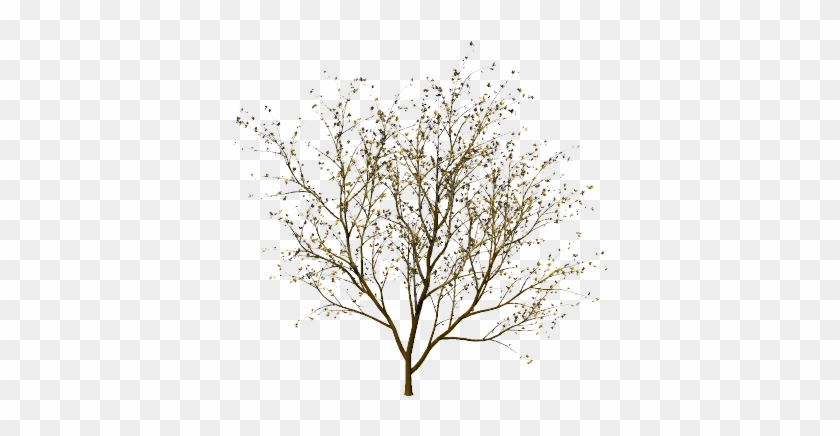 Tree Without Leaves #420428