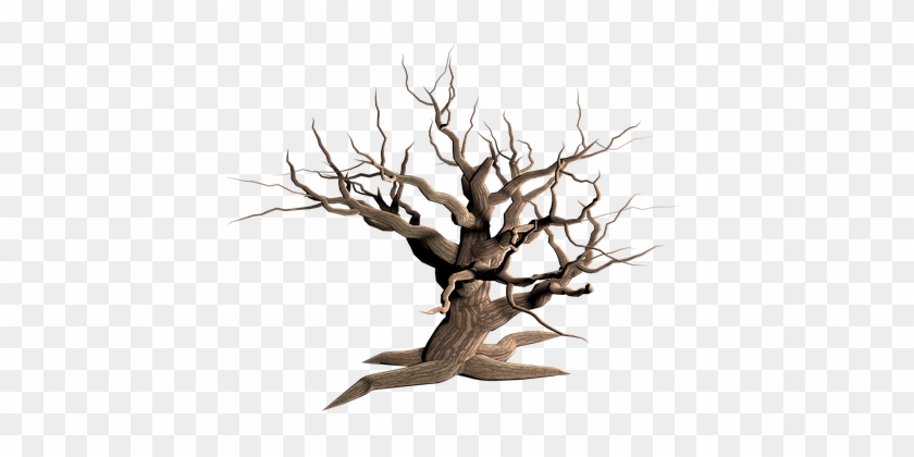 Tree Isolated Dead Plant Weathered Old Mor - Dead Tree Transparent Background #420431