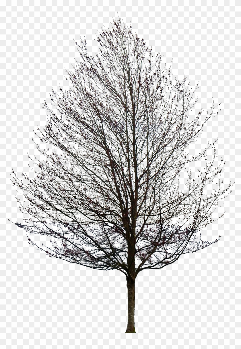 Tree 50 Png By Gd08 - Maple Tree No Leaves #420436