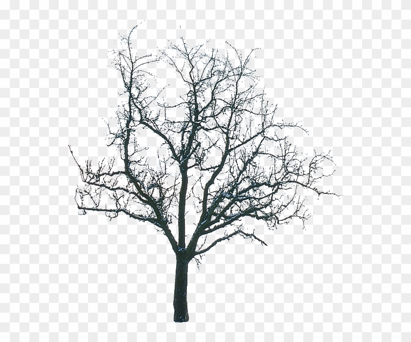 Tree Winter #420437