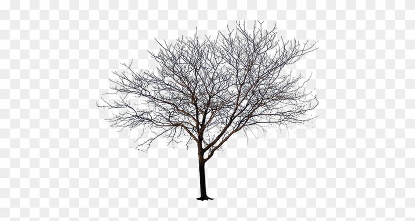 This Tree Has No Leaves - Black And White Tree Png #420439