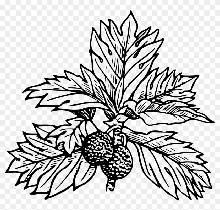 Bread Fruit Clipart, Vector Clip Art Online, Royalty - Breadfruit Clipart Black And White #420440