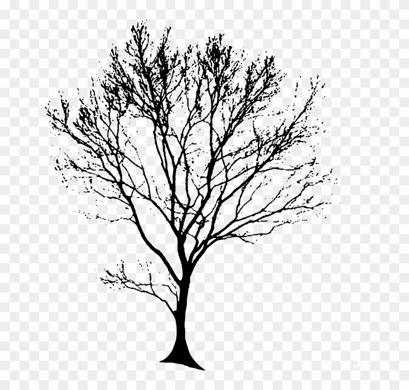 Tree Silhouette Black Â - Tree Drawing Black And White Png #420442