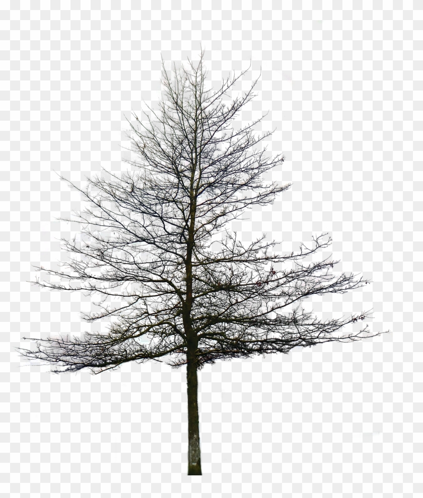 Tree Without Leaves Png - Picsart Tree Png #420448
