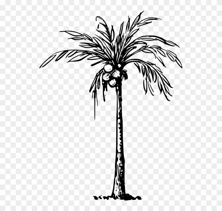 Transparent Cartoon Palm Tree - Clip Art Of Coconut Tree #420456