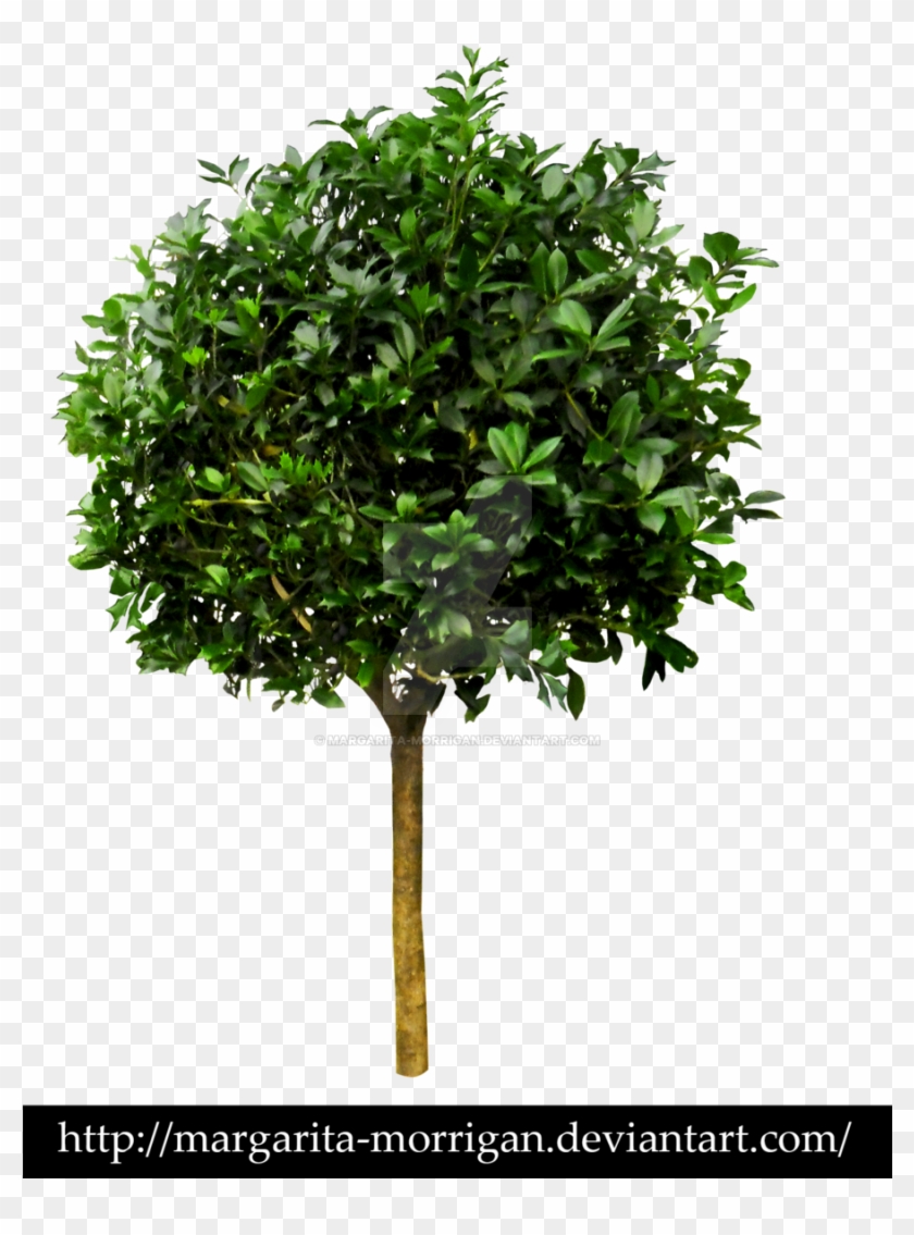 Tree No Leaves Drawing Download - Transparent Small Tree Png #420469