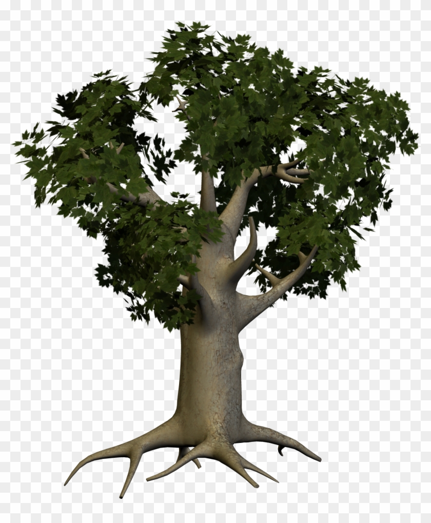 Tree Png Image - Transparent Big Tree #420473