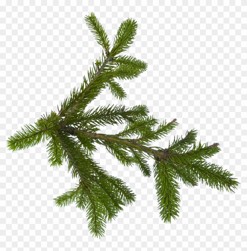 Fir-tree Png Image - Fir Tree Png #420484