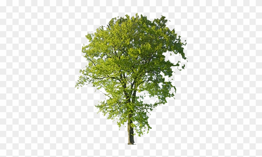 Beech Tree Transparent Background - Trees With Transparent Background #420486