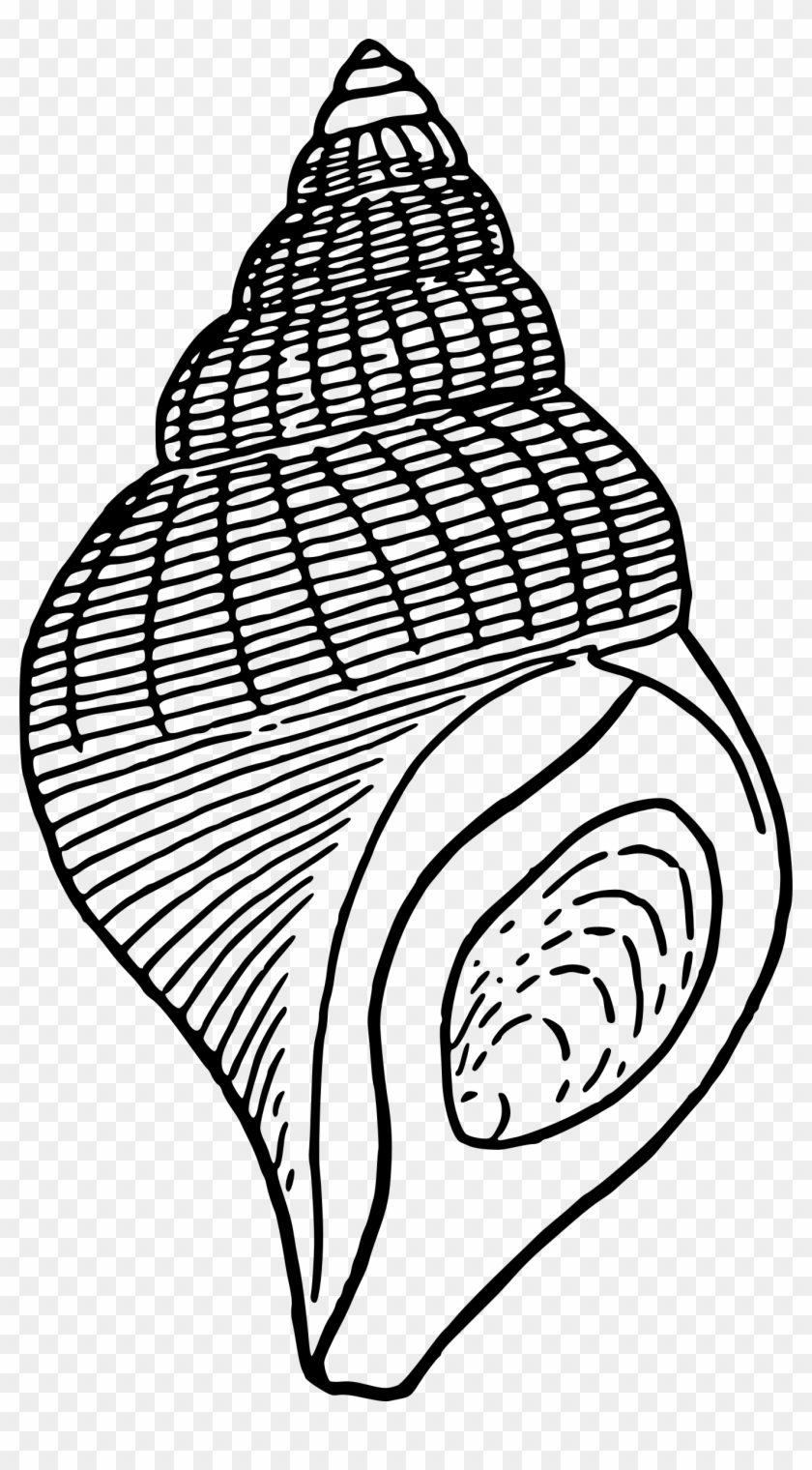 Seashell 1 - Seashell Clip Art #420597