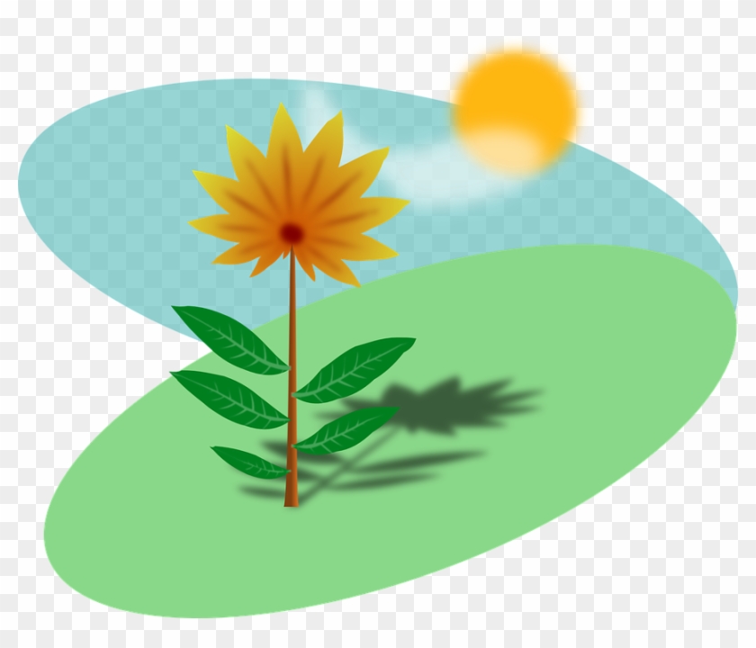 sunlight plant clipart without background