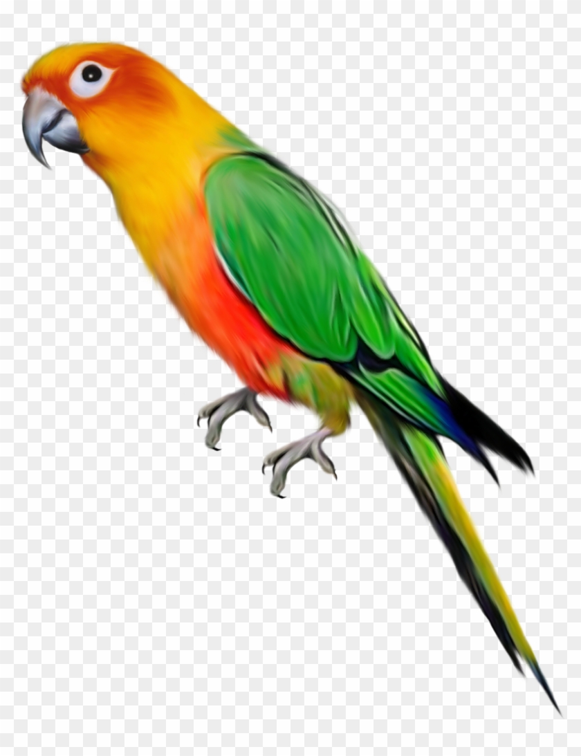 Parrot Png #68990