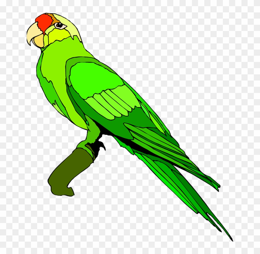 Parrot Clipart Images Parrot Clipart Images Parrot - Parrot Images Clip Art #68993